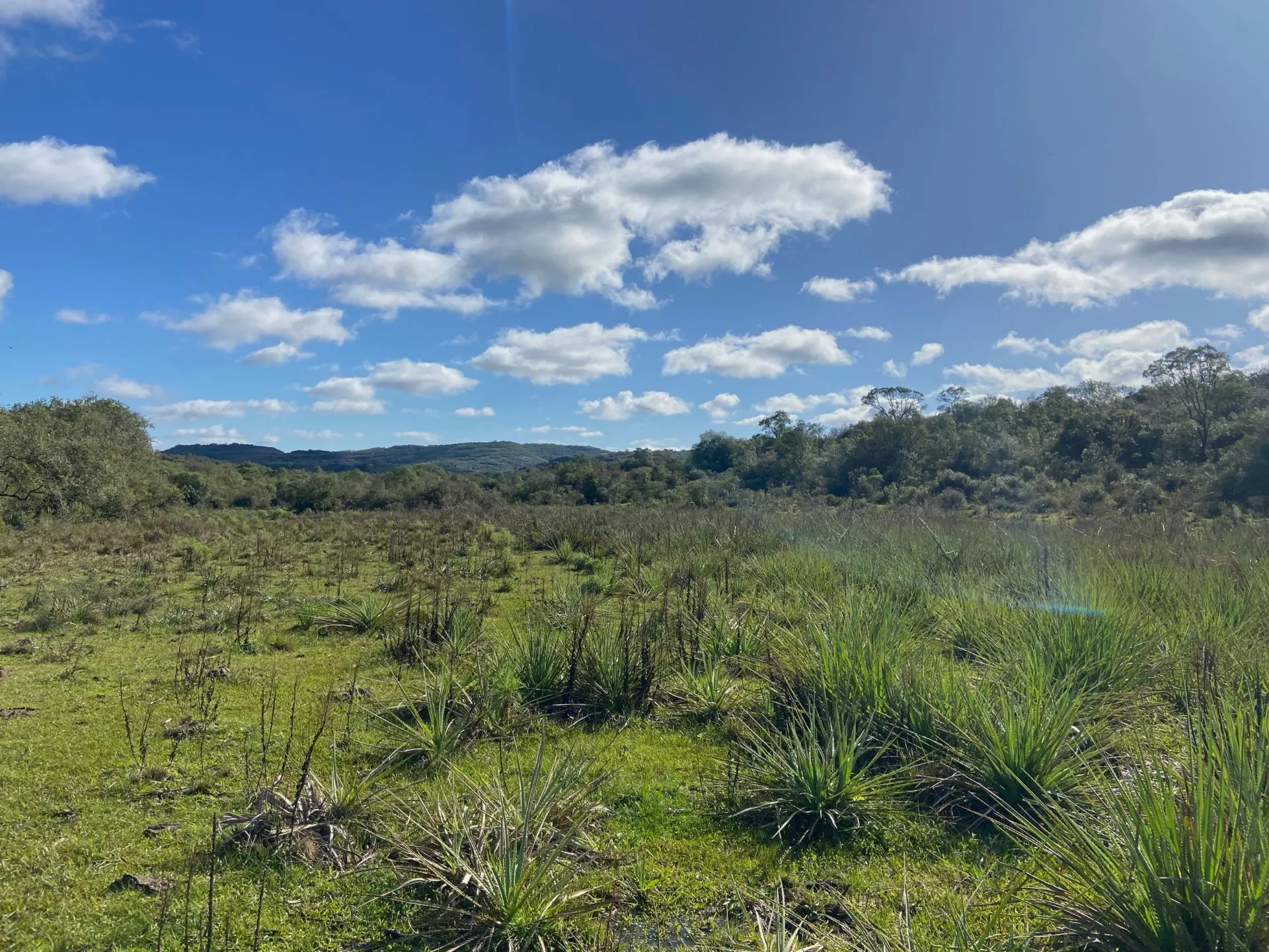 Fazenda à venda de 175 ha em Pinheiro Machado, RS, Brasil