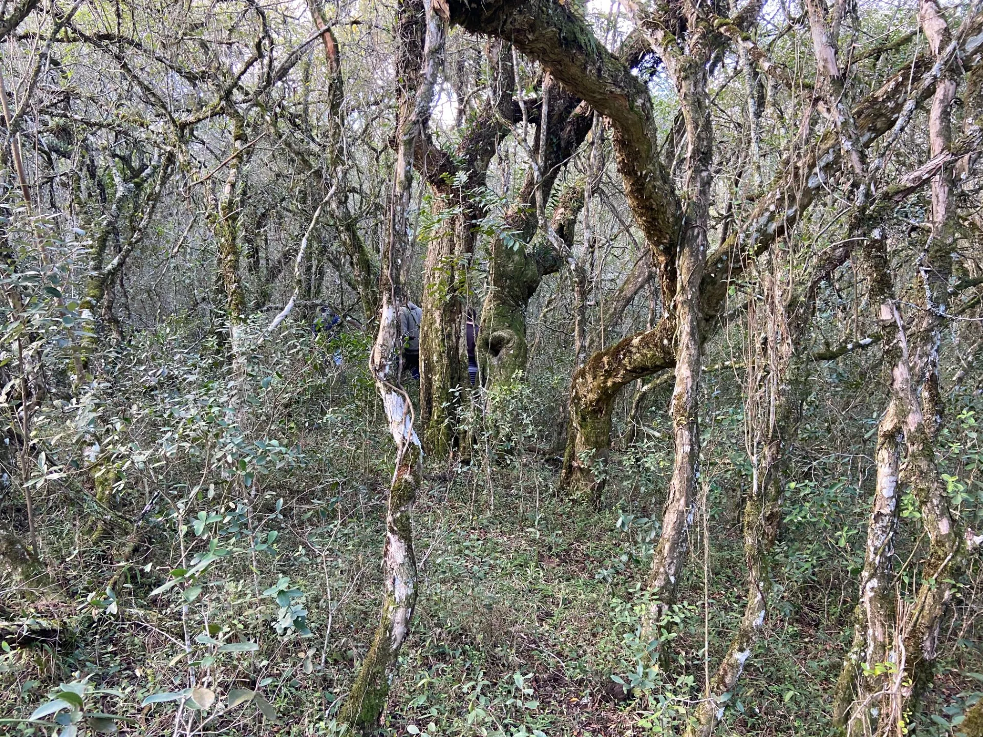 Fazenda à venda de 175 ha em Pinheiro Machado, RS, Brasil