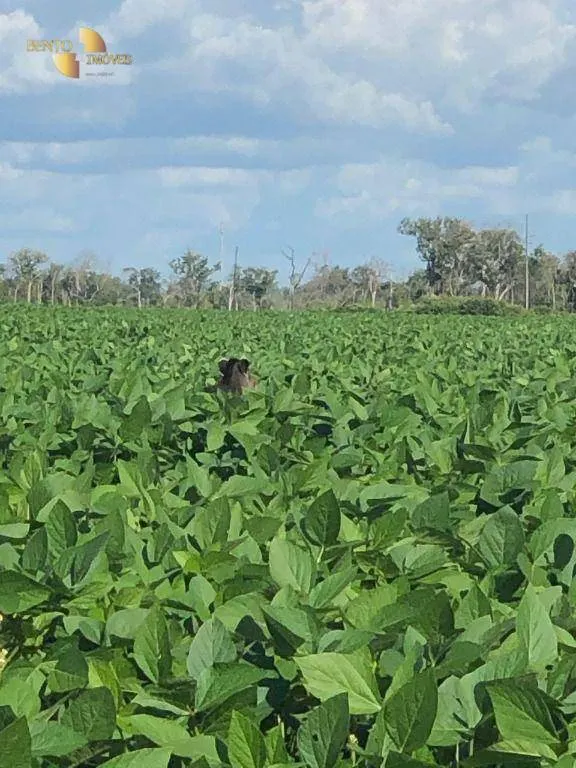 Fazenda à venda de 2.900 ha em Feliz Natal, MT, Brasil