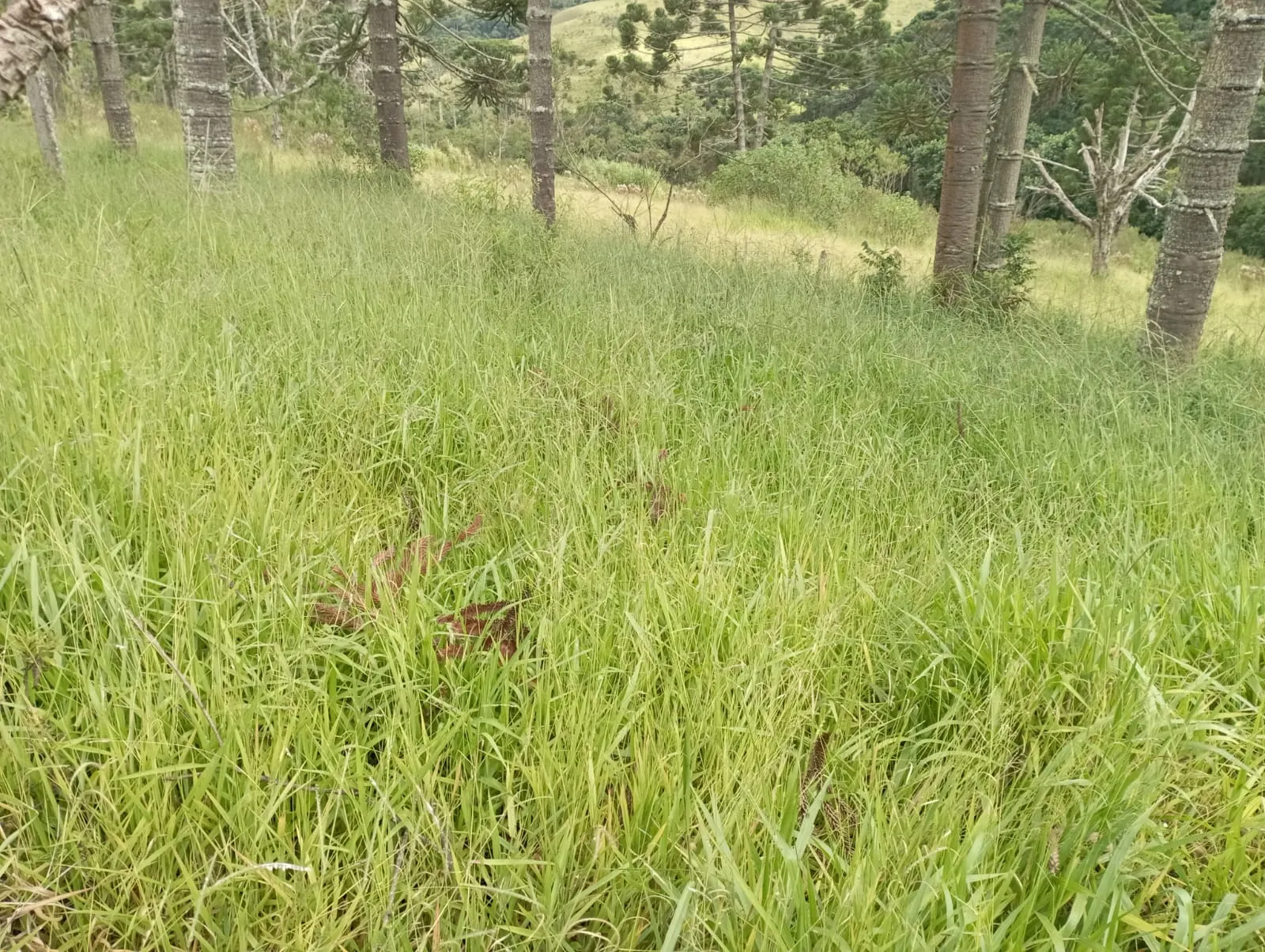Fazenda à venda de 98 ha em Liberdade, MG, Brasil