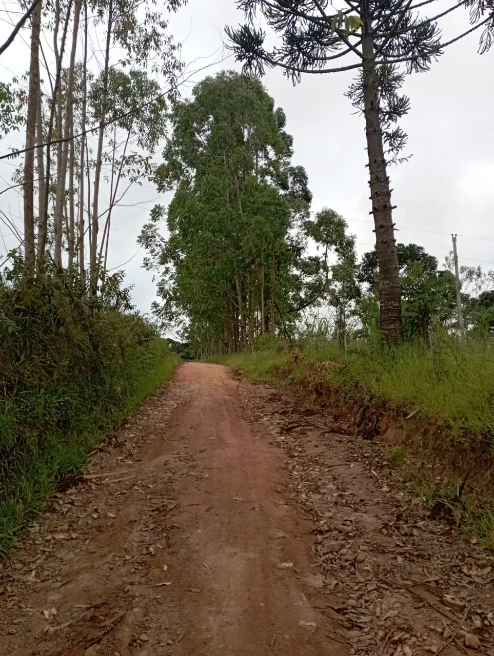 Fazenda à venda de 98 ha em Liberdade, MG, Brasil