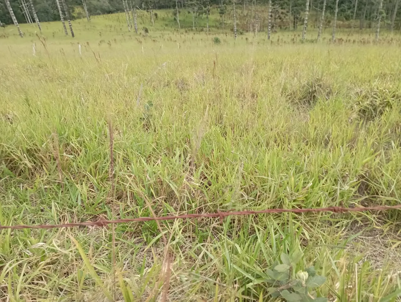 Fazenda à venda de 98 ha em Liberdade, MG, Brasil