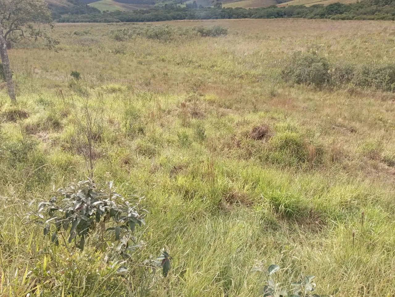 Fazenda à venda de 98 ha em Liberdade, MG, Brasil