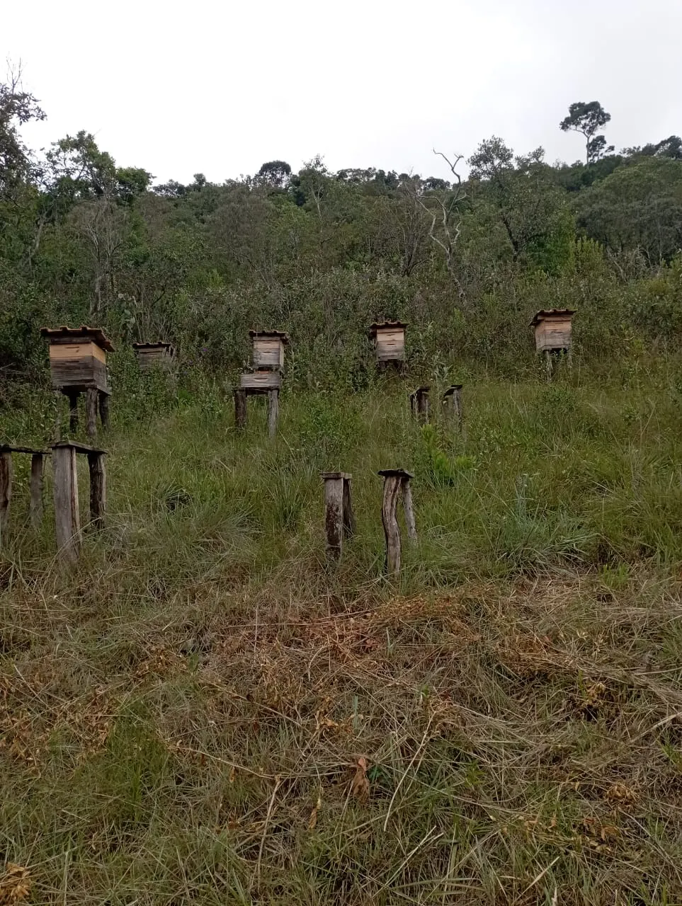 Fazenda à venda de 98 ha em Liberdade, MG, Brasil