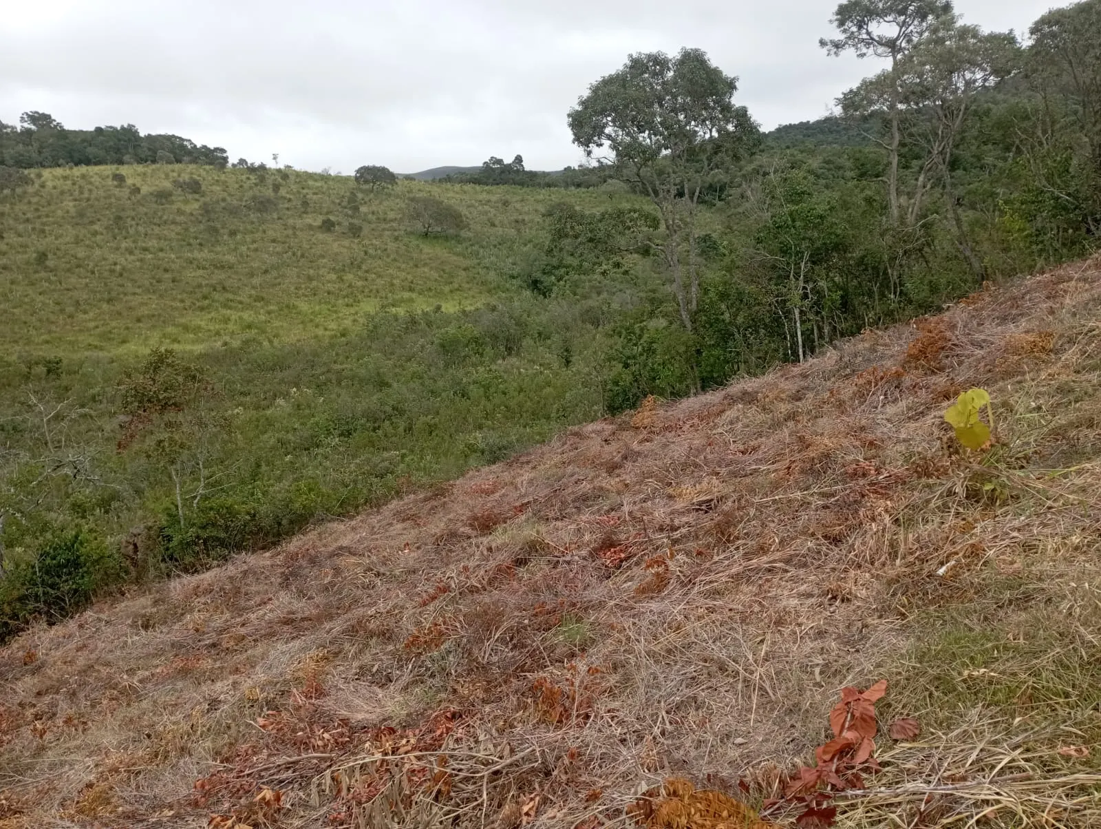 Fazenda à venda de 98 ha em Liberdade, MG, Brasil