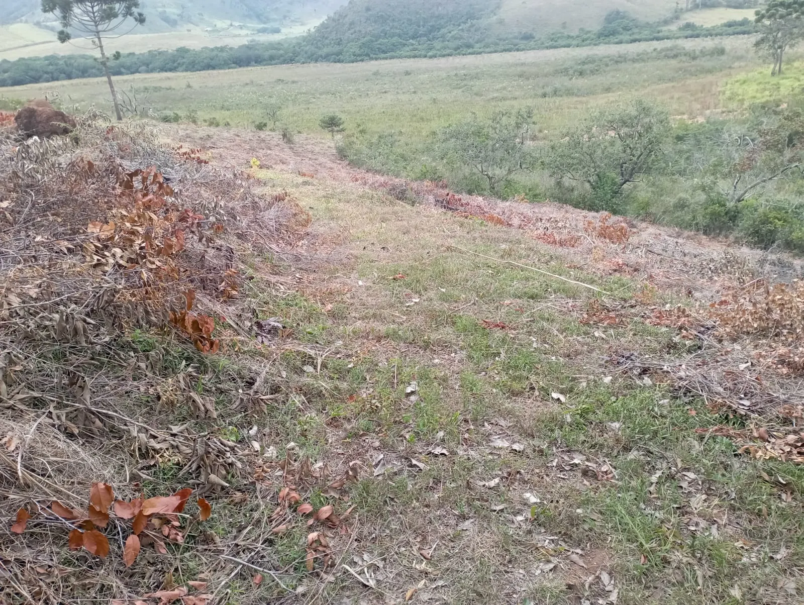 Fazenda à venda de 98 ha em Liberdade, MG, Brasil