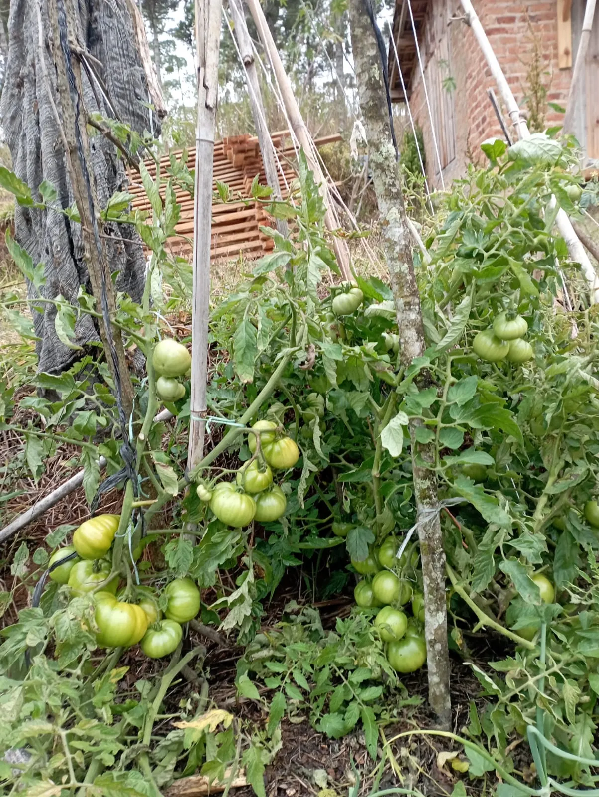 Fazenda à venda de 98 ha em Liberdade, MG, Brasil