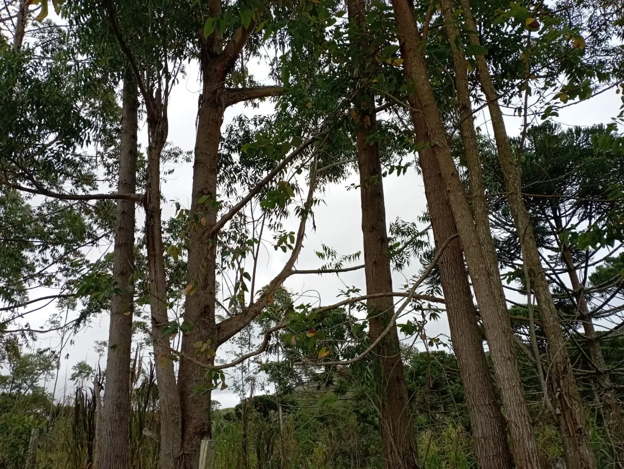 Fazenda à venda de 98 ha em Liberdade, MG, Brasil
