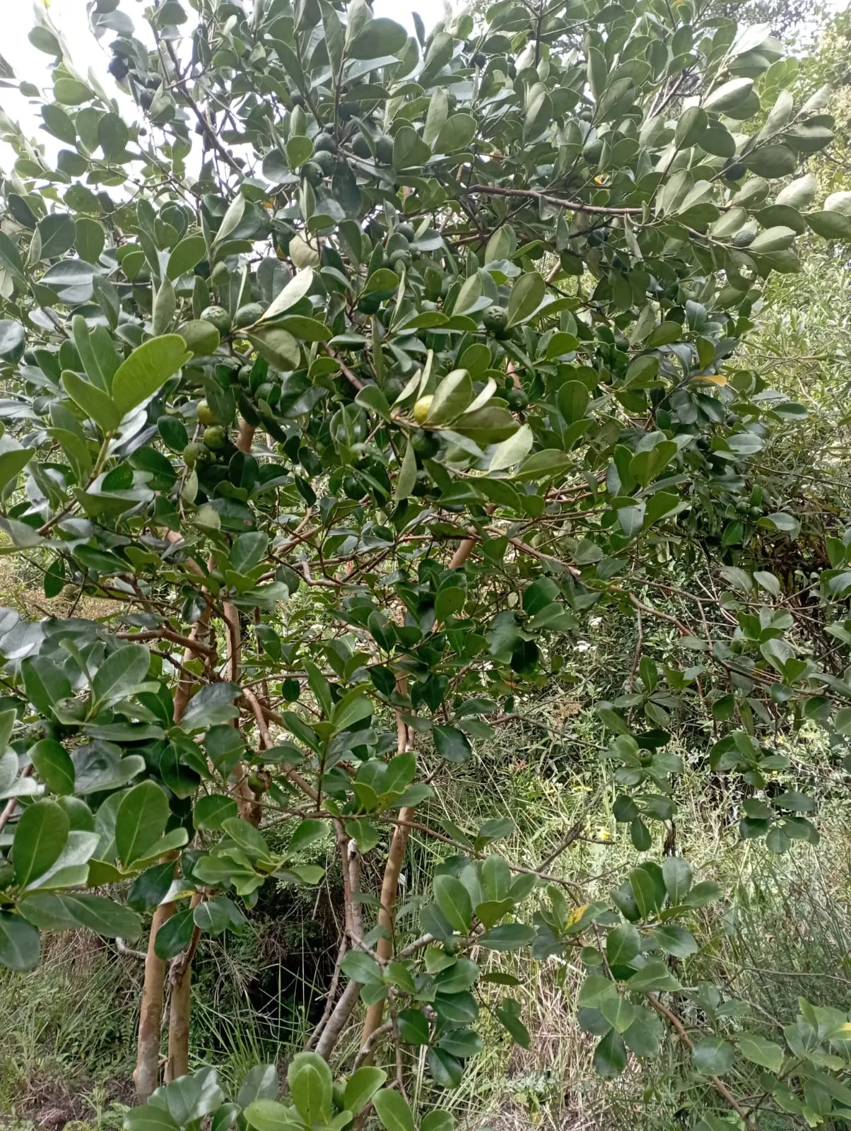 Fazenda à venda de 98 ha em Liberdade, MG, Brasil