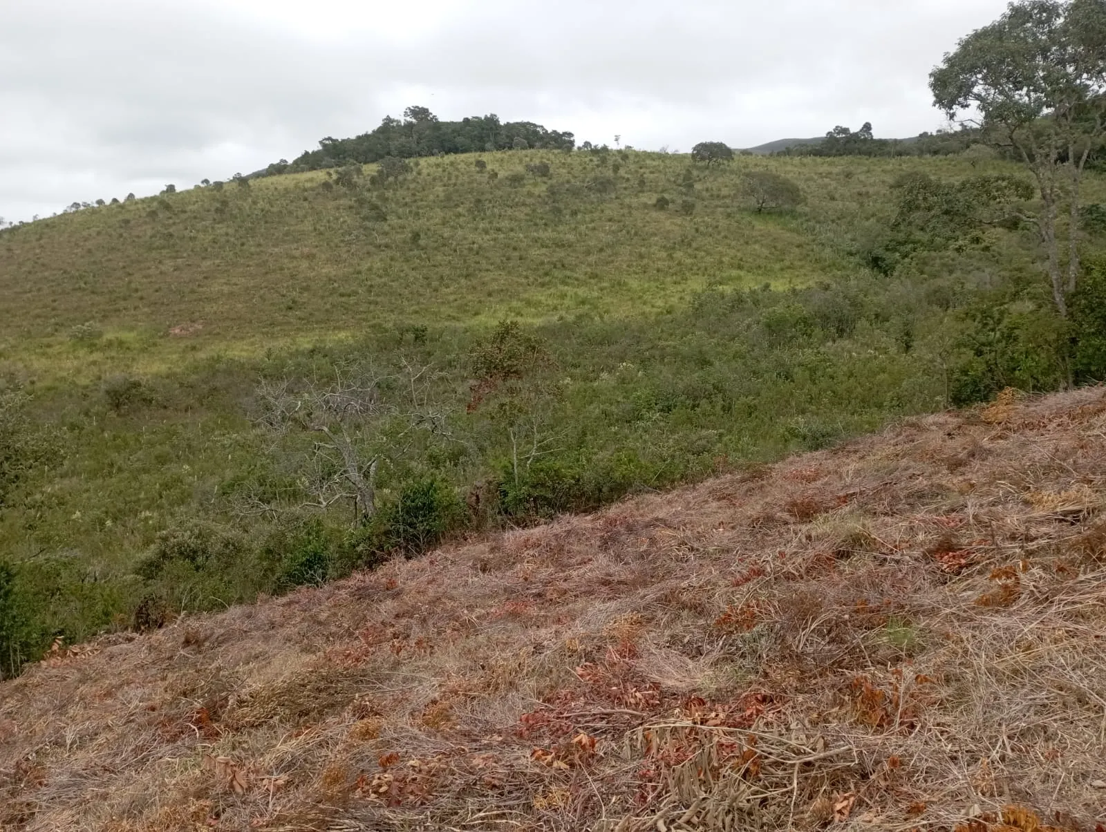 Fazenda à venda de 98 ha em Liberdade, MG, Brasil