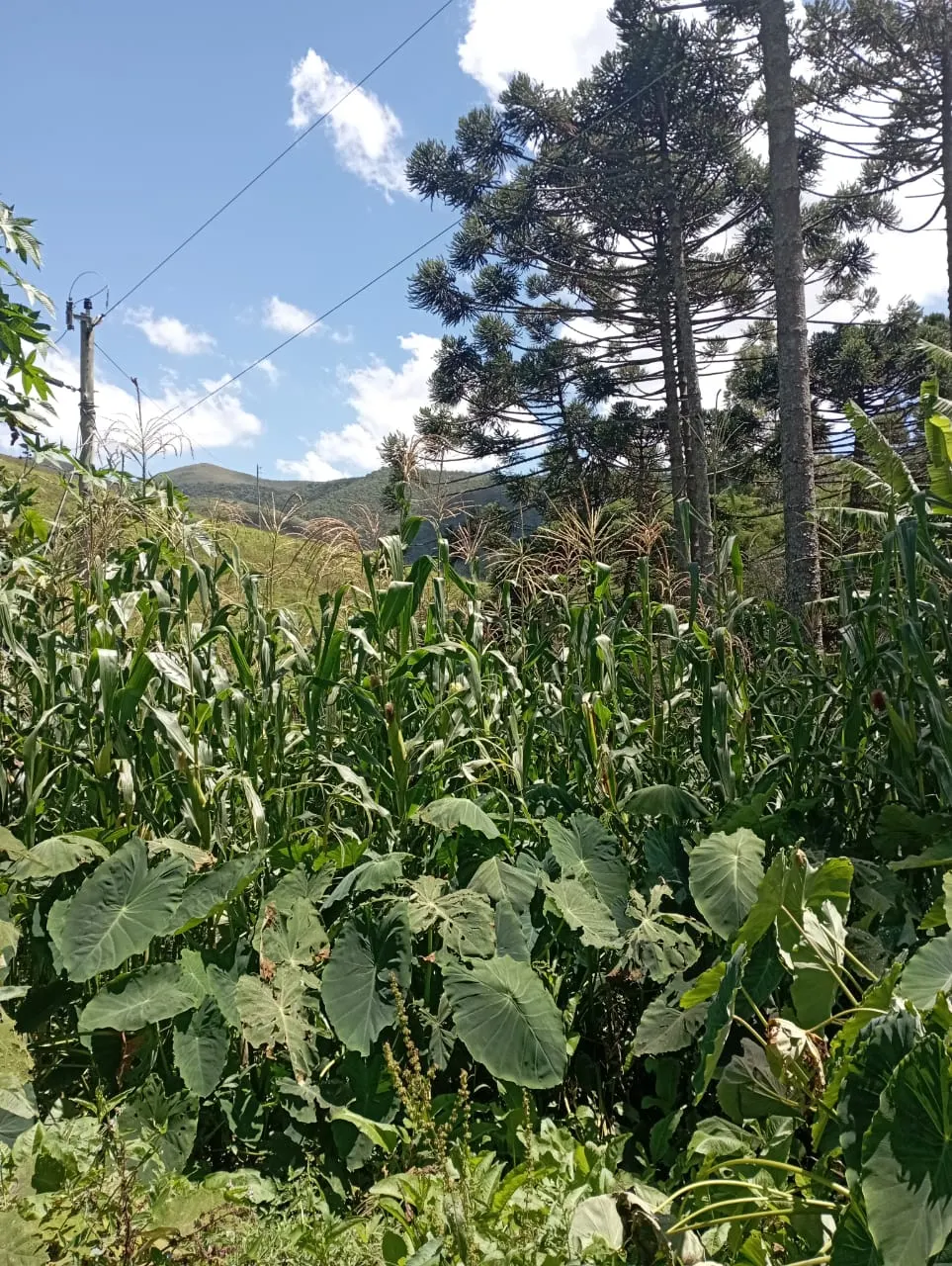 Fazenda à venda de 98 ha em Liberdade, MG, Brasil