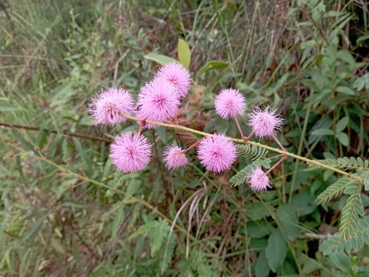 Fazenda à venda de 98 ha em Liberdade, MG, Brasil