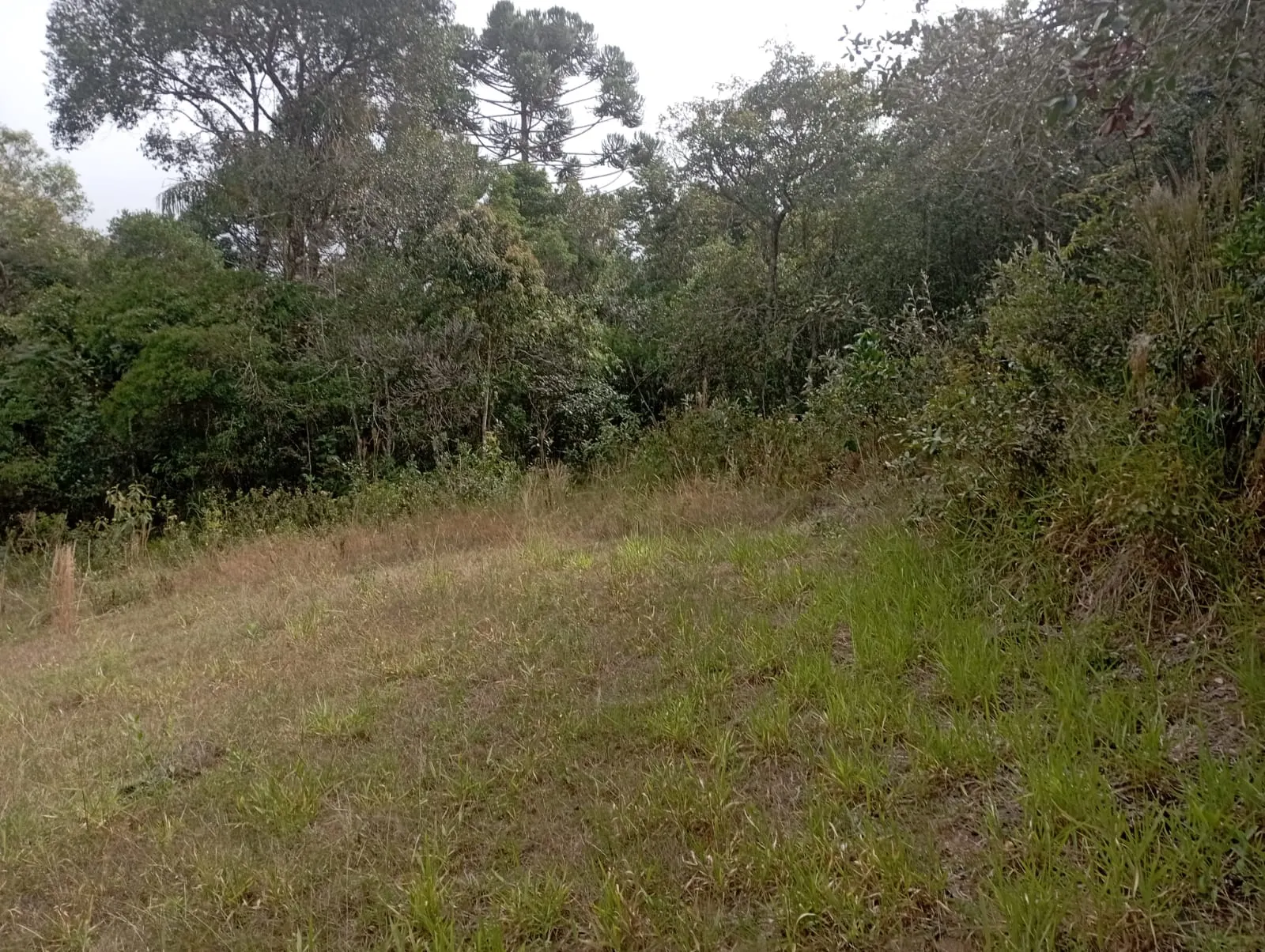 Fazenda à venda de 98 ha em Liberdade, MG, Brasil