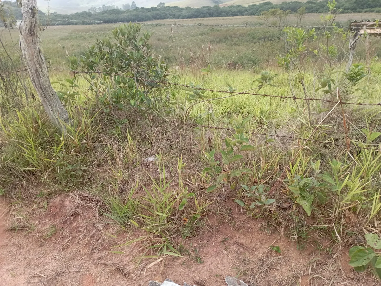 Fazenda à venda de 98 ha em Liberdade, MG, Brasil