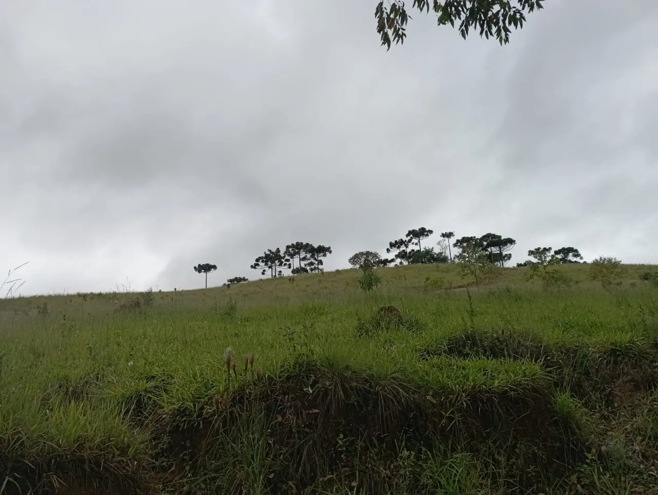 Fazenda à venda de 98 ha em Liberdade, MG, Brasil