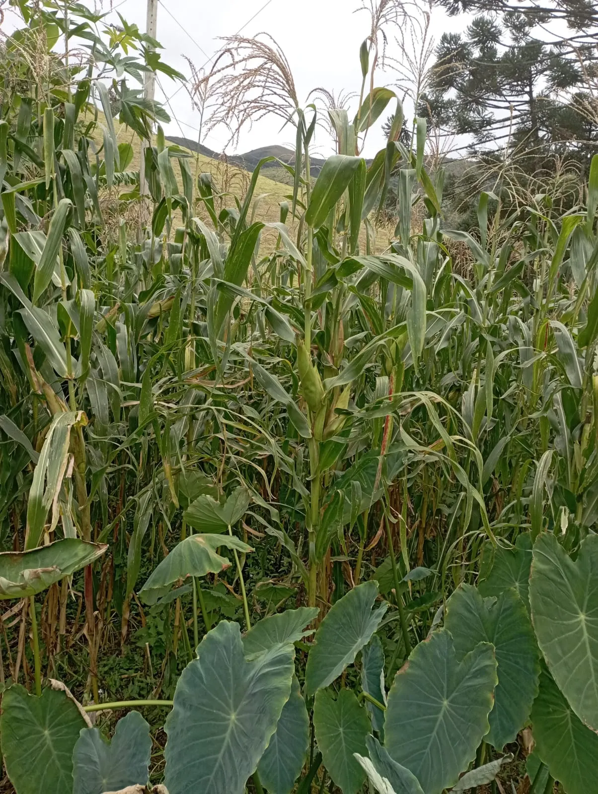 Fazenda à venda de 98 ha em Liberdade, MG, Brasil