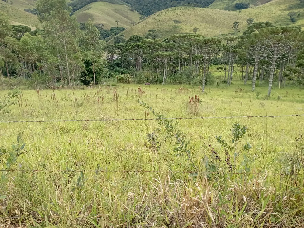 Fazenda à venda de 98 ha em Liberdade, MG, Brasil