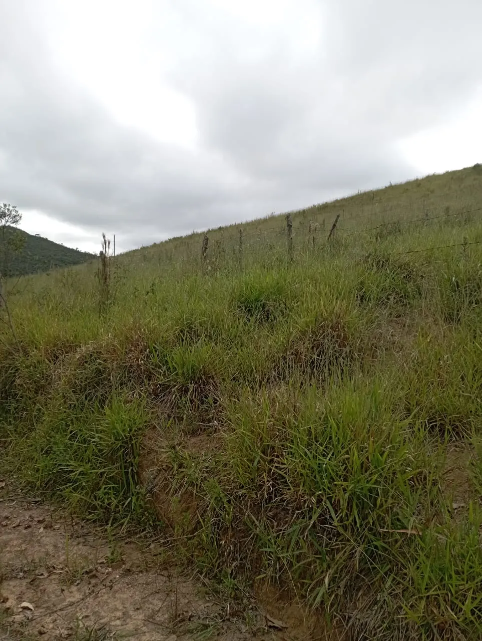 Fazenda à venda de 98 ha em Liberdade, MG, Brasil