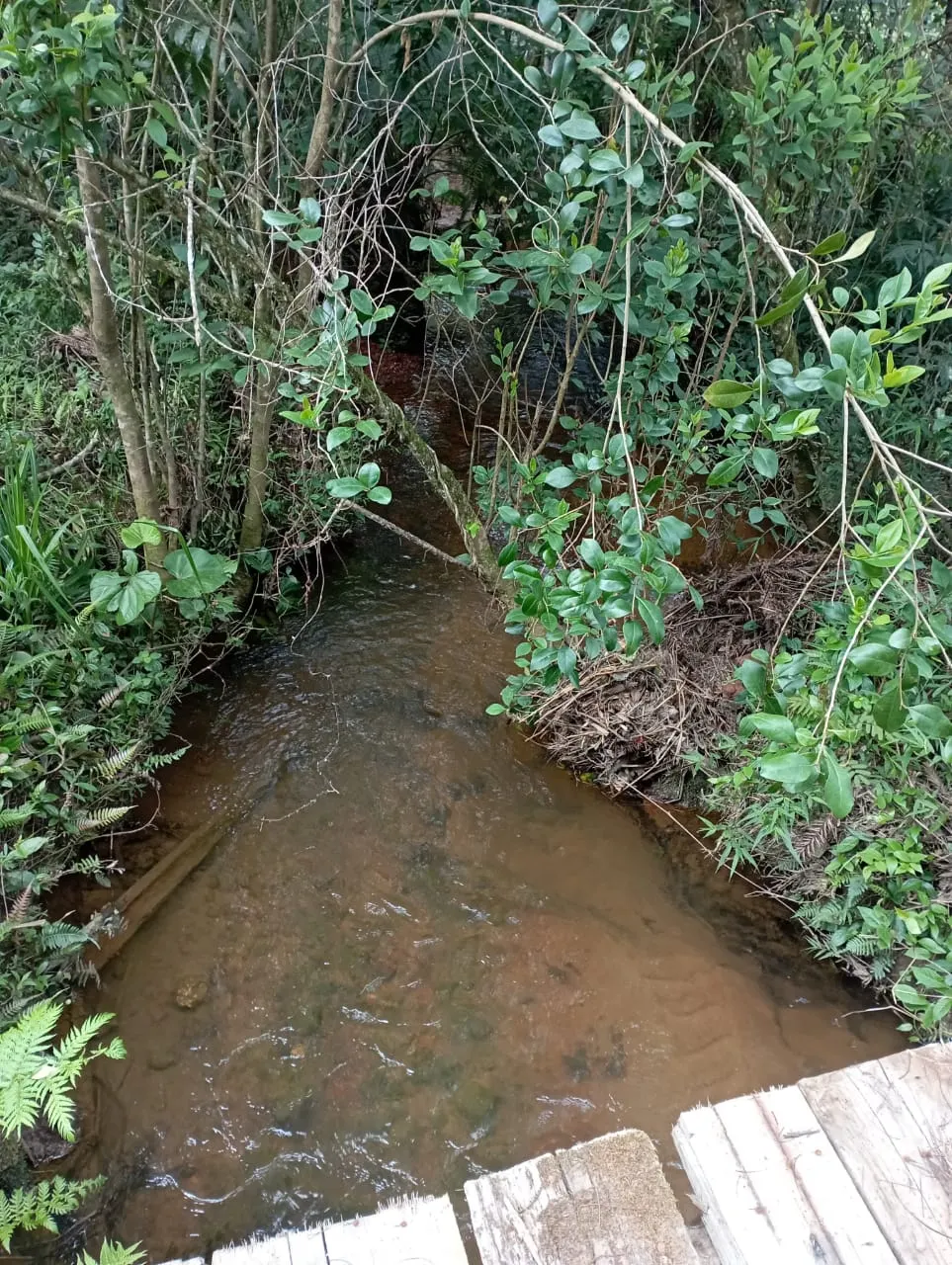 Fazenda à venda de 98 ha em Liberdade, MG, Brasil