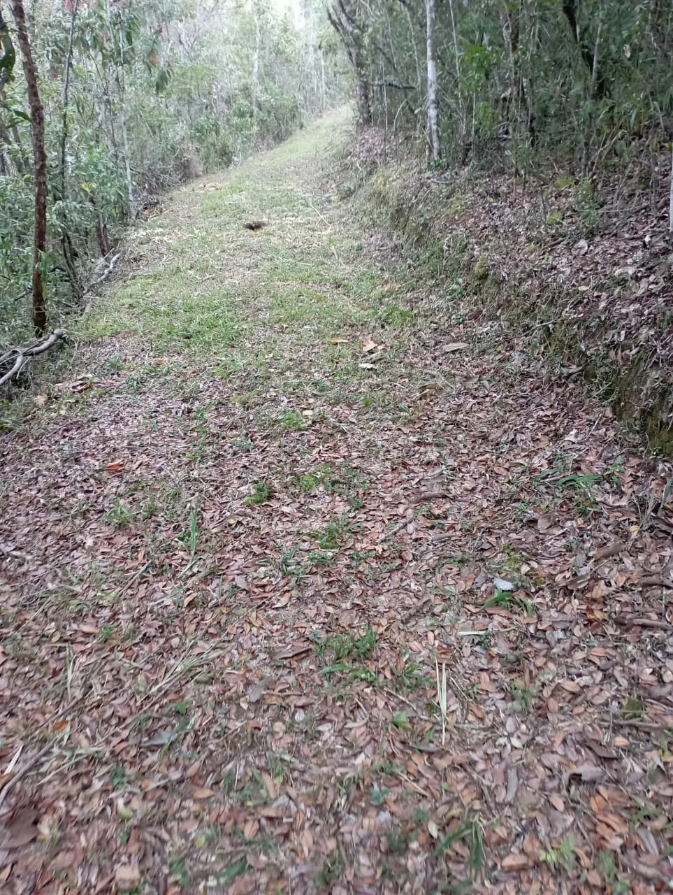 Fazenda à venda de 98 ha em Liberdade, MG, Brasil