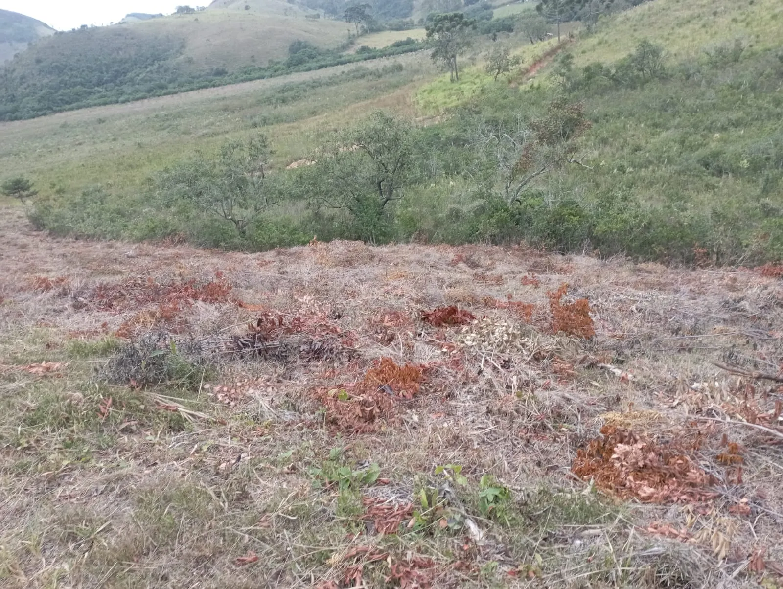 Fazenda à venda de 98 ha em Liberdade, MG, Brasil