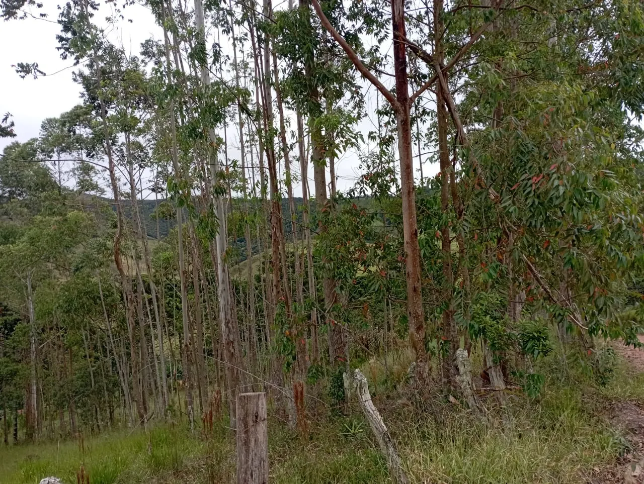 Fazenda à venda de 98 ha em Liberdade, MG, Brasil
