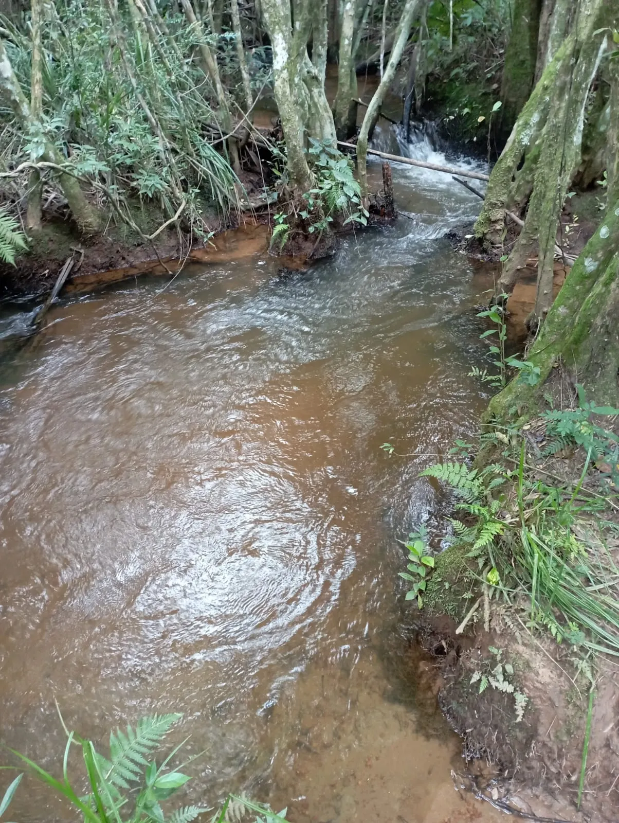 Fazenda à venda de 98 ha em Liberdade, MG, Brasil