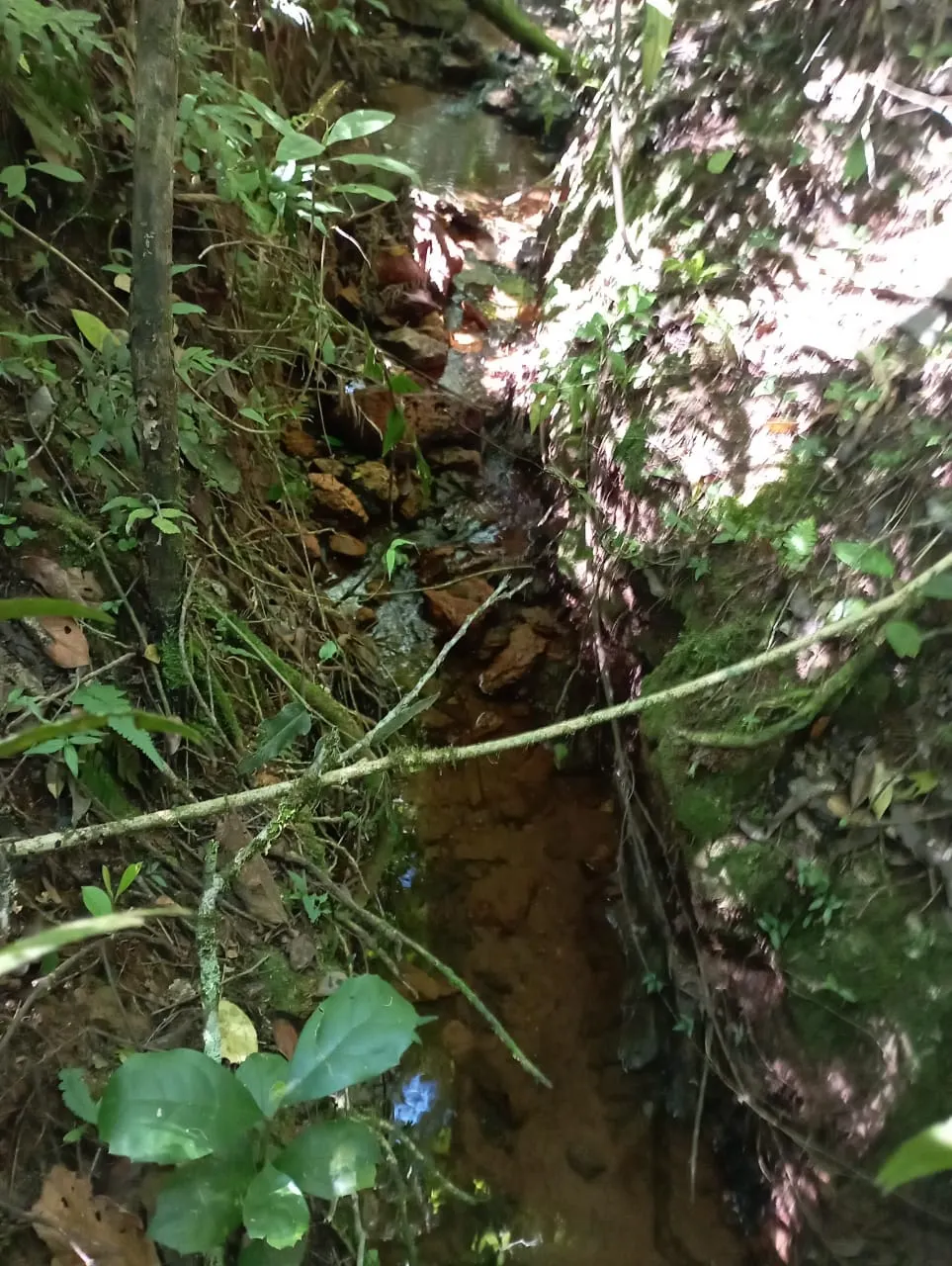 Fazenda à venda de 98 ha em Liberdade, MG, Brasil