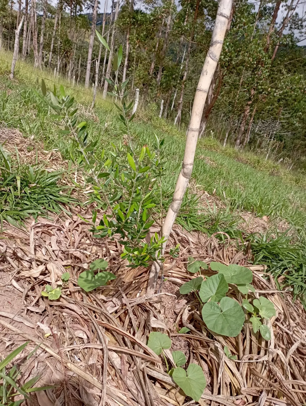 Fazenda à venda de 98 ha em Liberdade, MG, Brasil