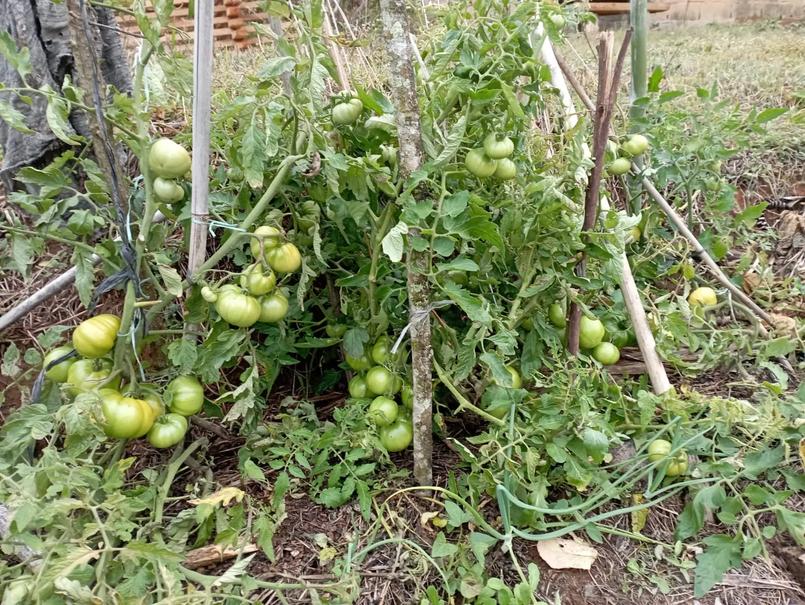 Fazenda à venda de 98 ha em Liberdade, MG, Brasil