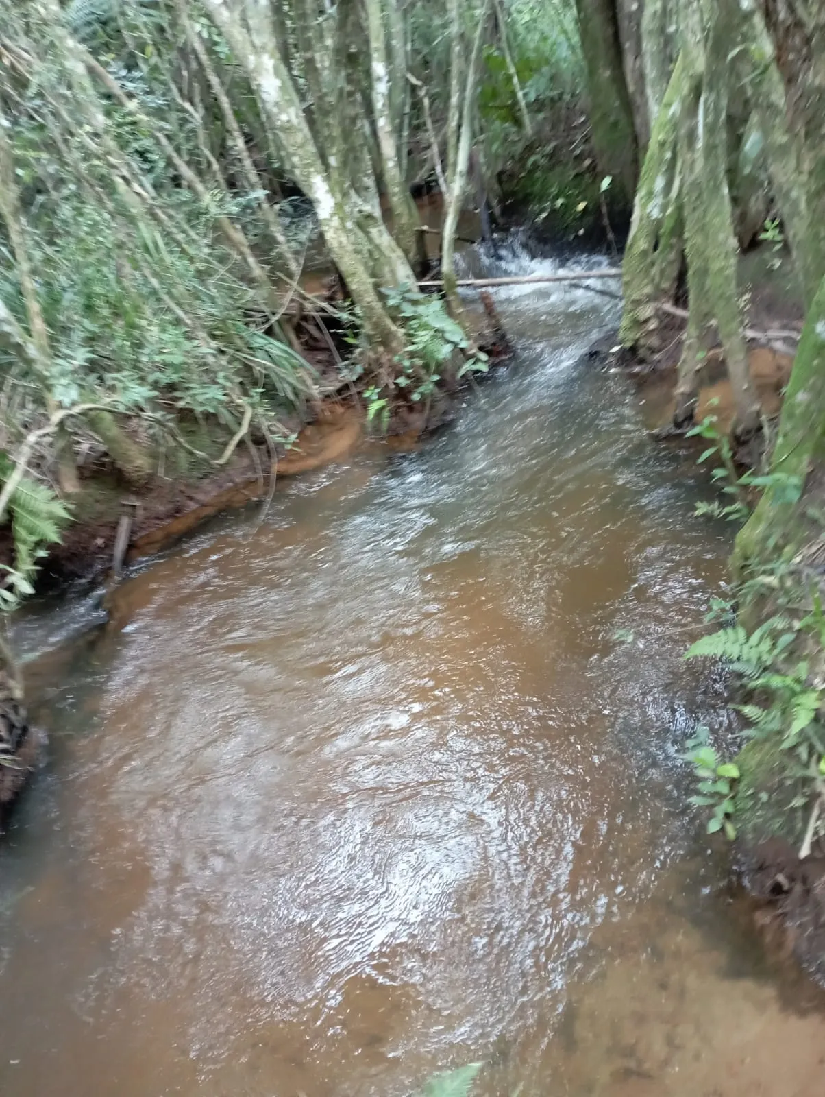 Fazenda à venda de 98 ha em Liberdade, MG, Brasil