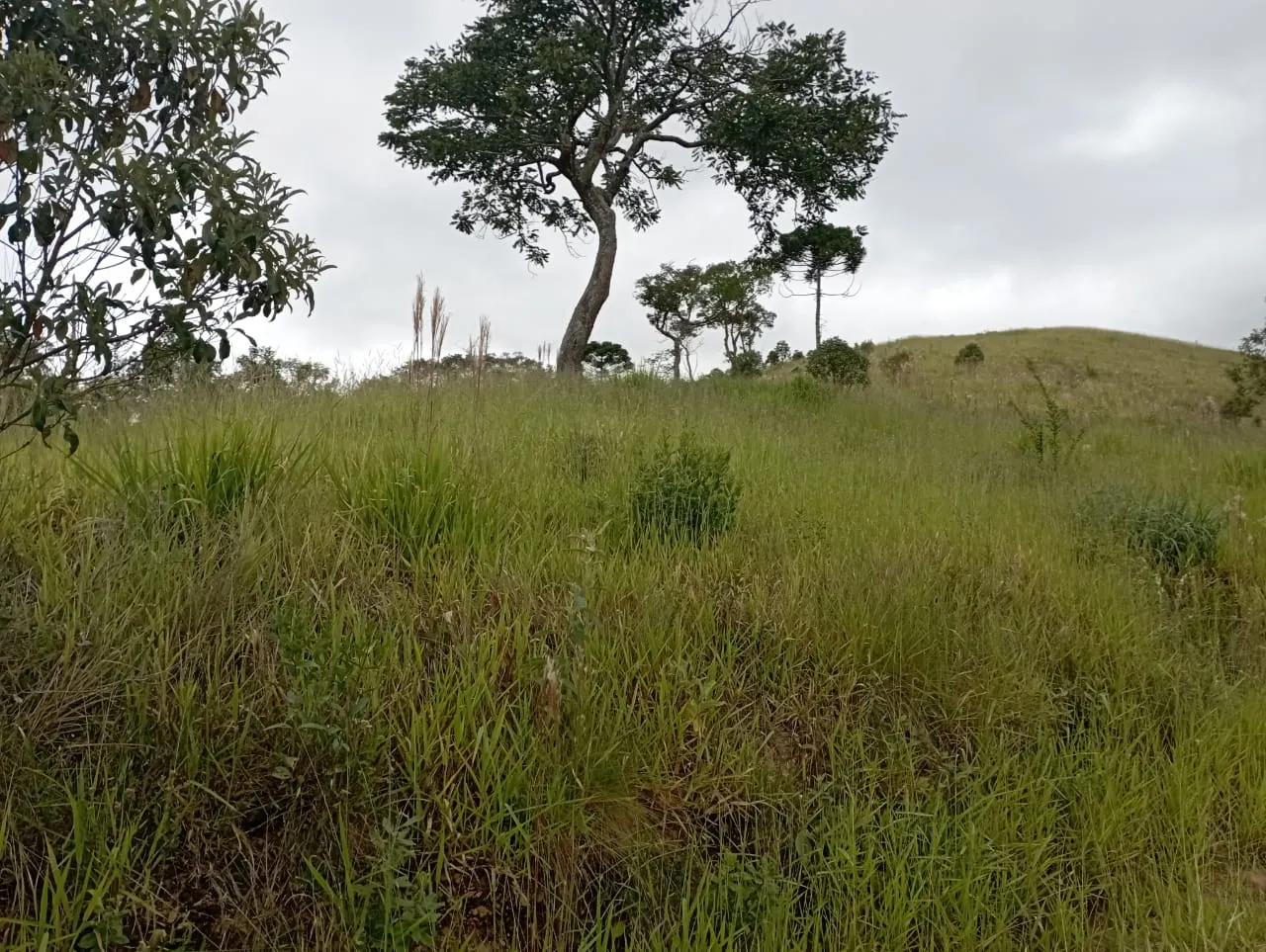 Fazenda à venda de 98 ha em Liberdade, MG, Brasil