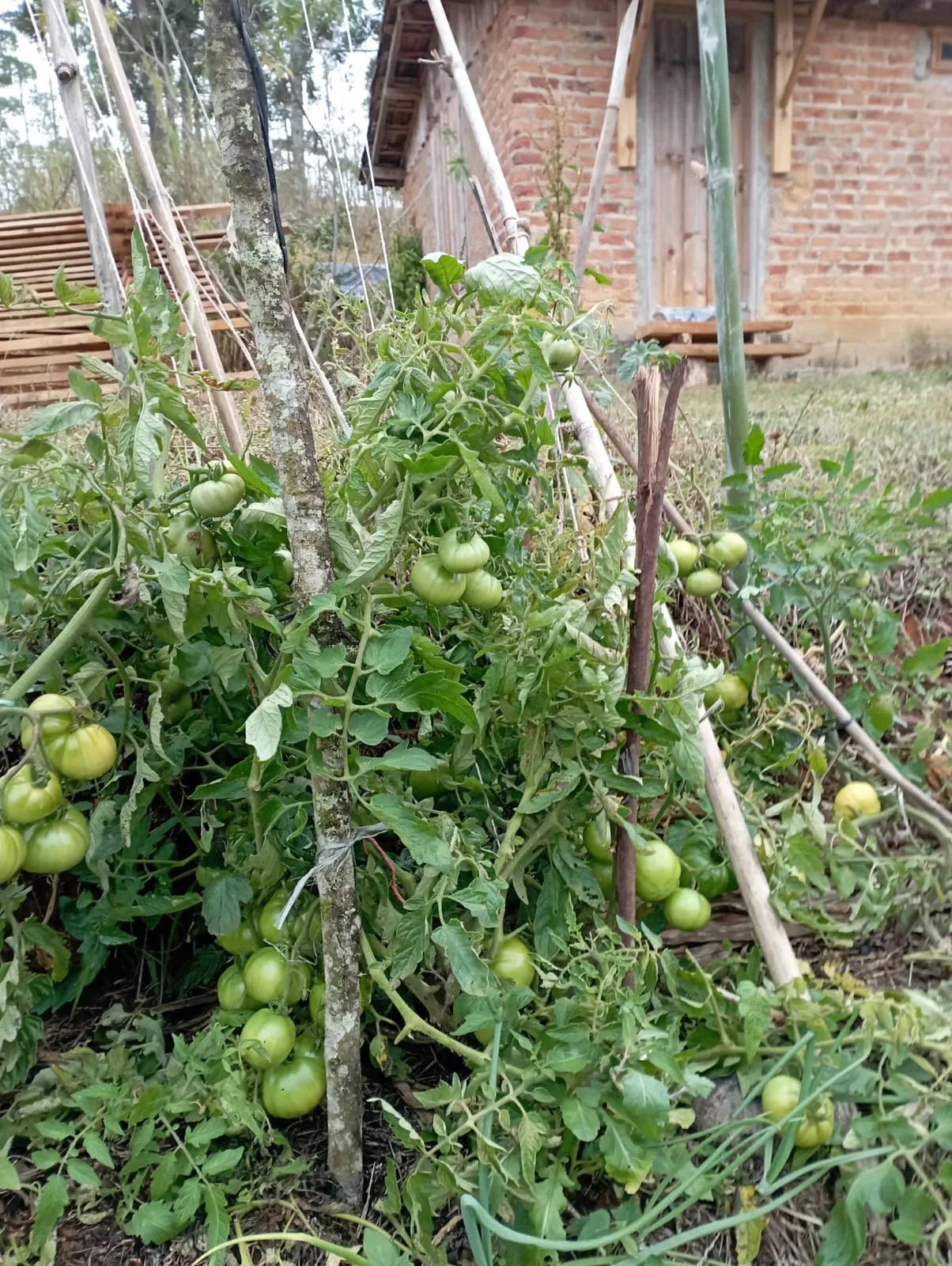 Fazenda à venda de 98 ha em Liberdade, MG, Brasil