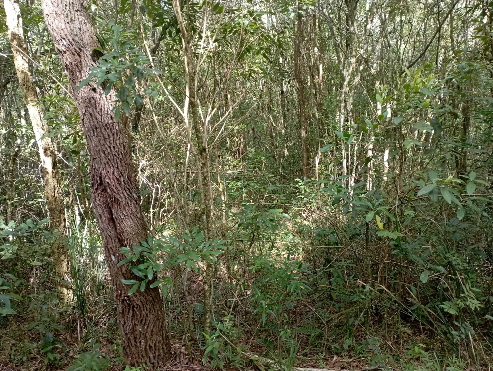 Fazenda à venda de 98 ha em Liberdade, MG, Brasil