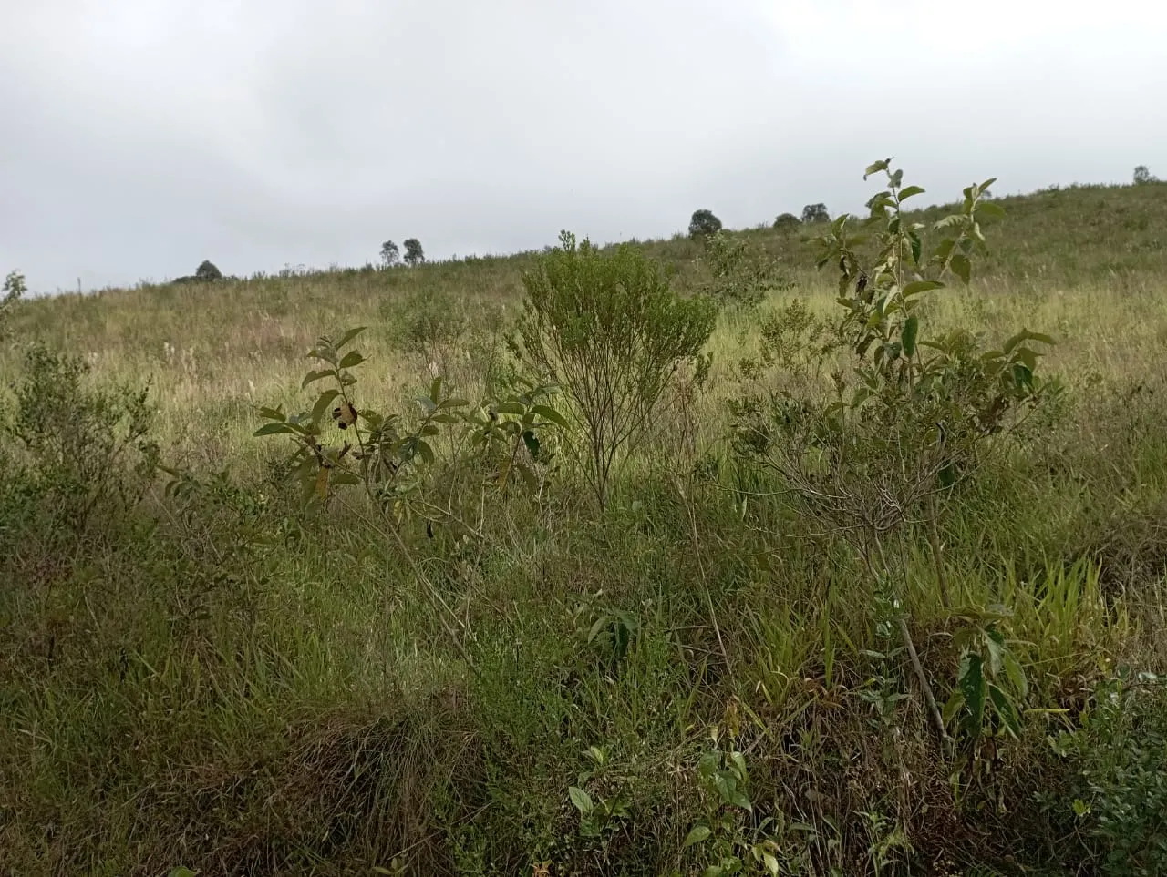 Fazenda à venda de 98 ha em Liberdade, MG, Brasil