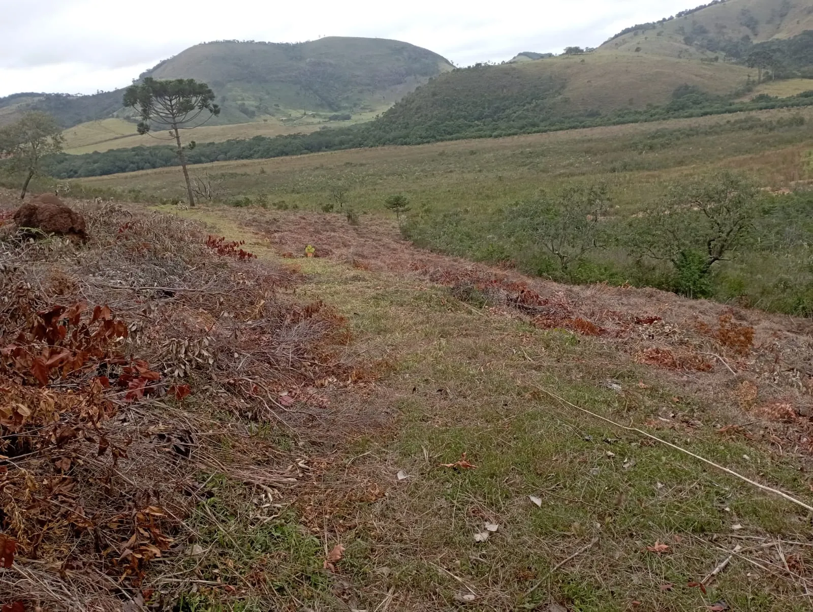 Fazenda à venda de 98 ha em Liberdade, MG, Brasil