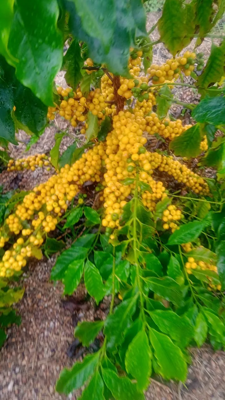 Fazenda à venda de 207 ha em Capitólio, MG, Brasil