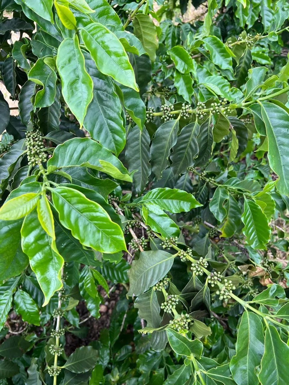 Fazenda à venda de 207 ha em Capitólio, MG, Brasil
