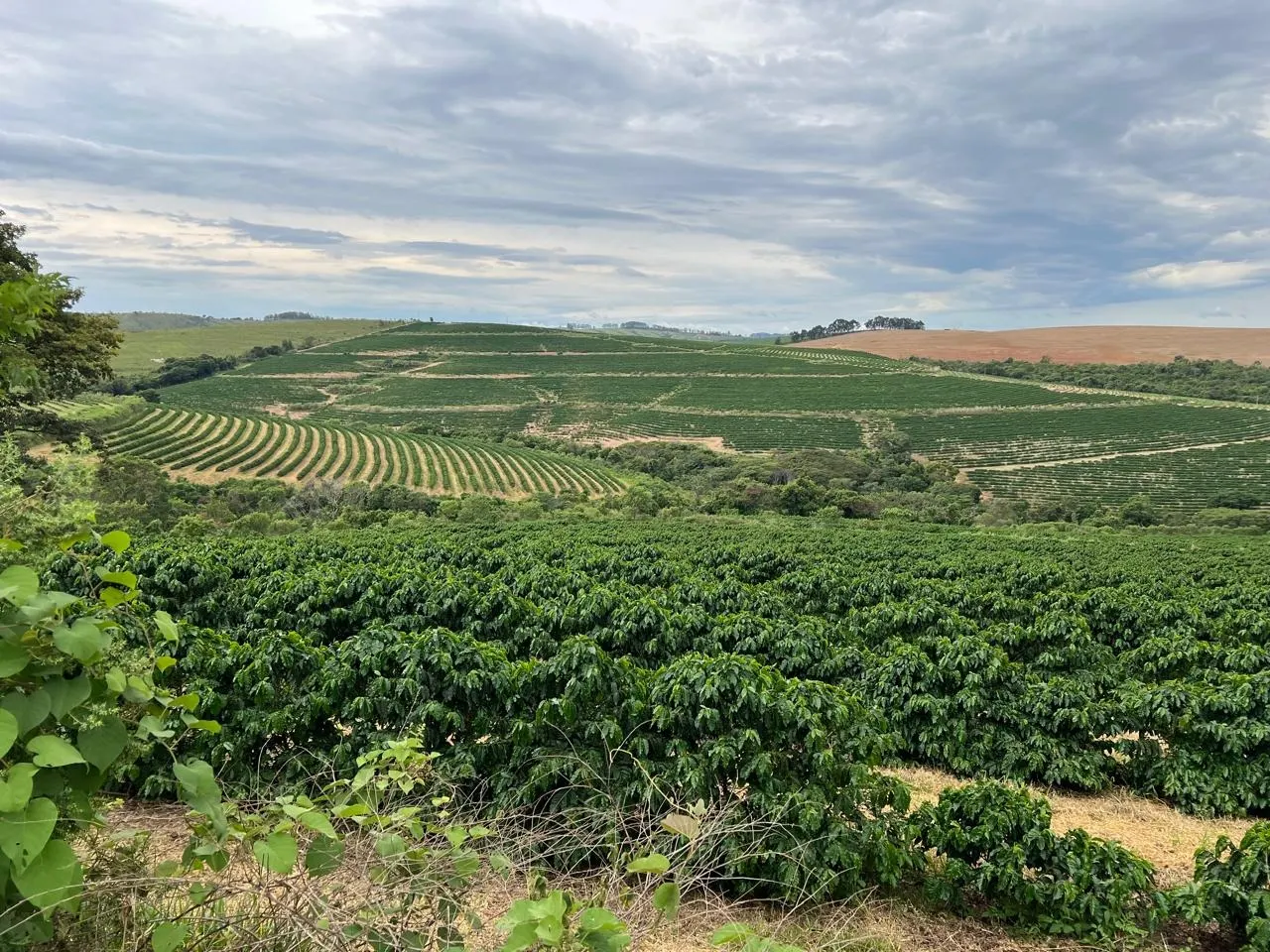 Fazenda à venda de 207 ha em Capitólio, MG, Brasil