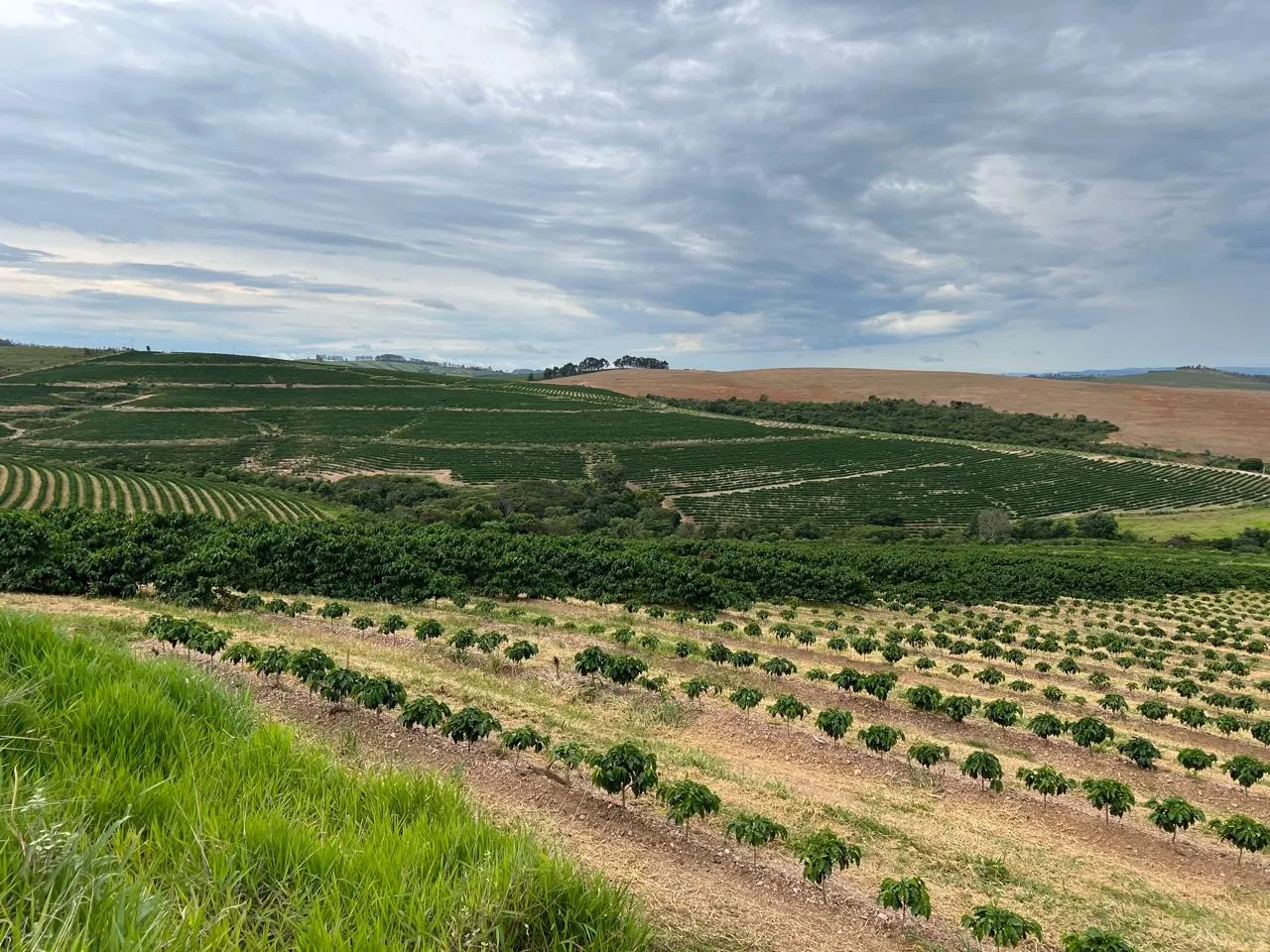 Fazenda à venda de 207 ha em Capitólio, MG, Brasil
