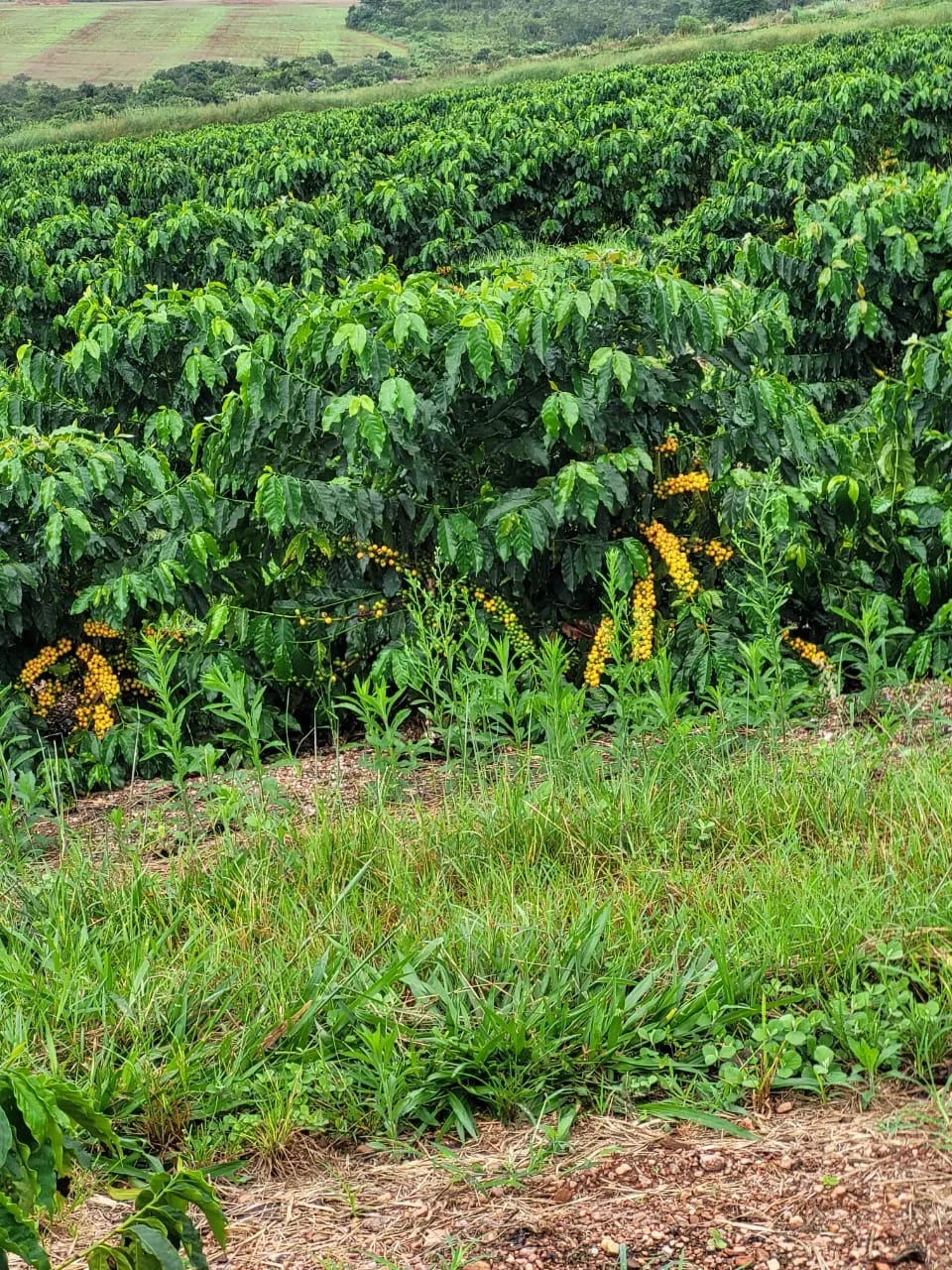 Fazenda à venda de 207 ha em Capitólio, MG, Brasil