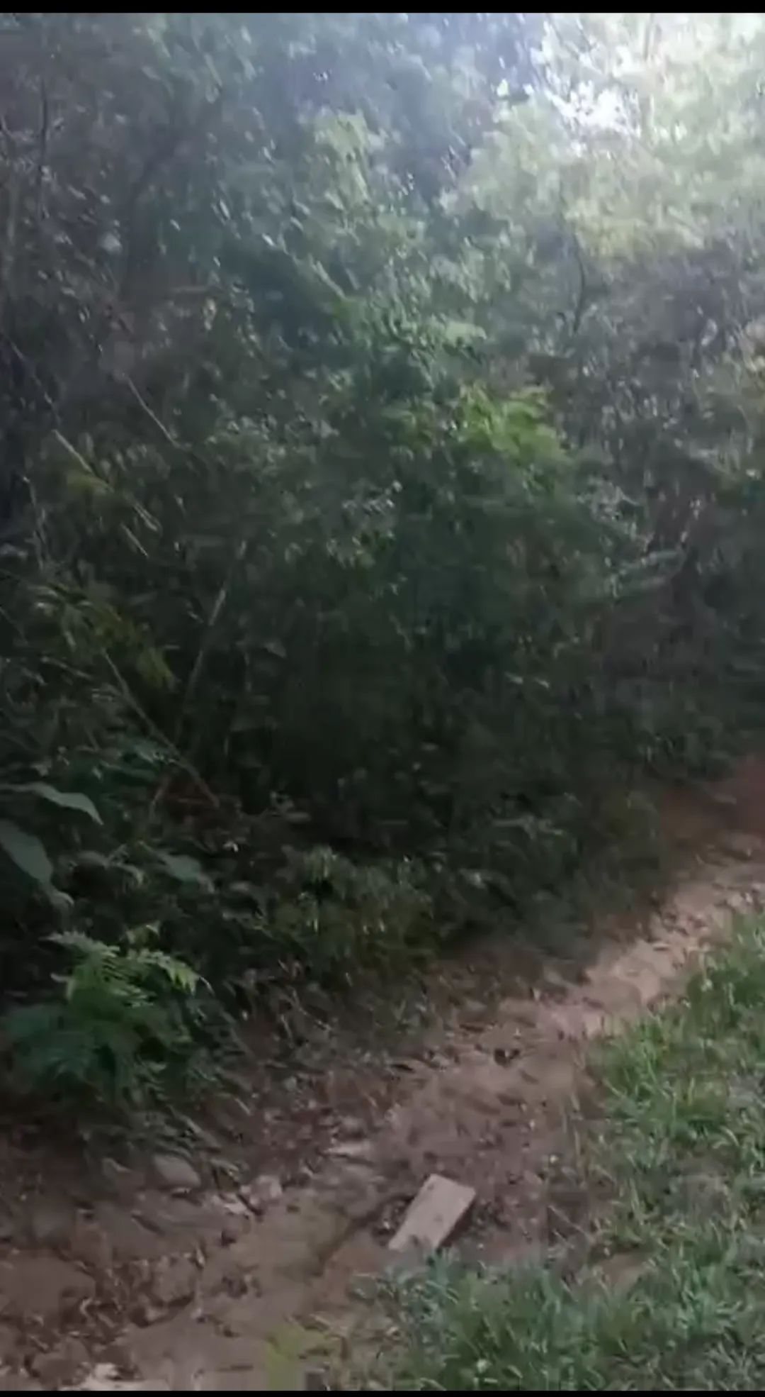 Terreno à venda de 37.000 ha em Santarém, PA, Brasil