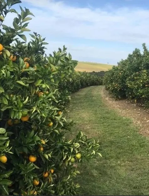 Fazenda à venda e para Arrendar de 968 ha em Marília, SP, Brasil