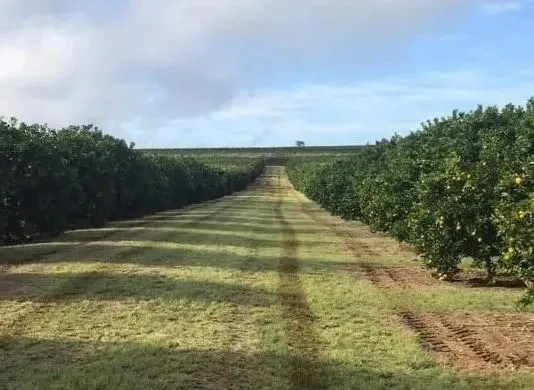 Fazenda à venda e para Arrendar de 968 ha em Marília, SP, Brasil