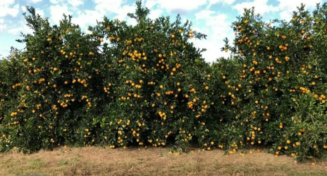 Fazenda à venda e para Arrendar de 968 ha em Marília, SP, Brasil