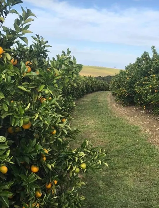 Fazenda à venda e para Arrendar de 968 ha em Marília, SP, Brasil