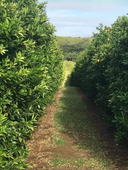 Fazenda à venda e para Arrendar de 968 ha em Marília, SP, Brasil