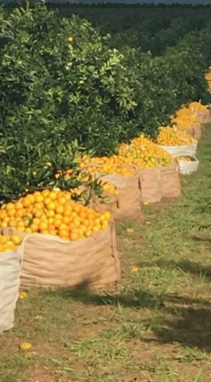 Fazenda à venda e para Arrendar de 968 ha em Marília, SP, Brasil