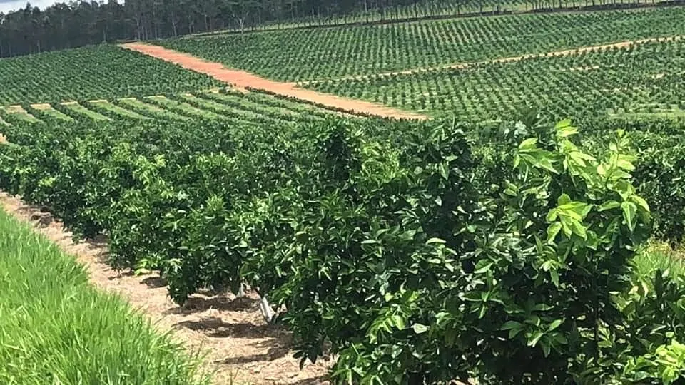 Fazenda à venda e para Arrendar de 968 ha em Marília, SP, Brasil