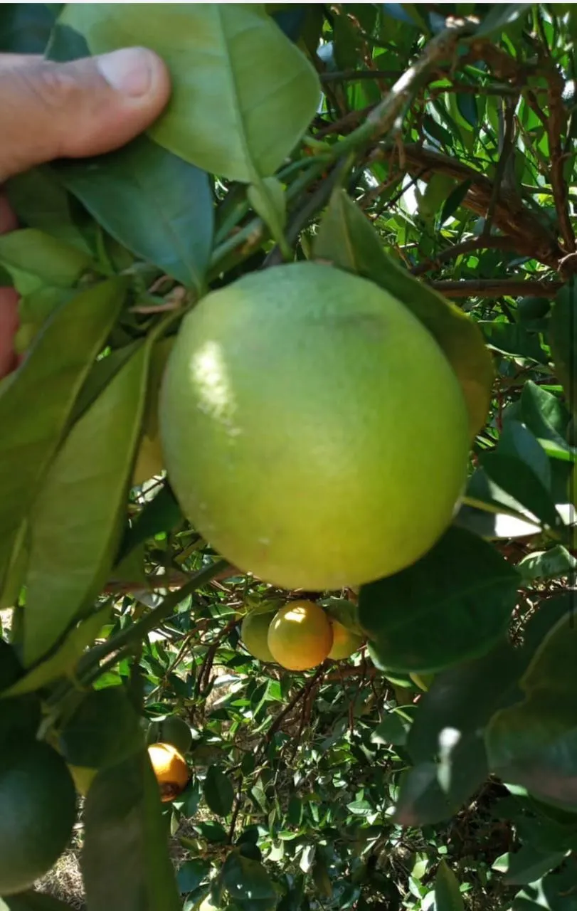 Fazenda à venda e para Arrendar de 968 ha em Marília, SP, Brasil